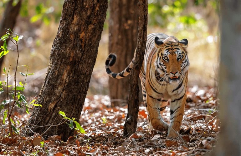 उत्तर प्रदेश में 4 बाघ और एक तेंदुए की मौत का क्या है मामला?