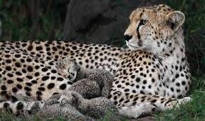 शिकार के बाद आराम करते दिखे चीते, तो शावकों ने अपनी मस्ती से जीता लोगों का दिल, कूनो नेशनल पार्क का Video वायरल