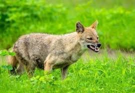 जंगली सियार के हमले से तीन ग्रामीणों सहित सात मवेशी घायल।