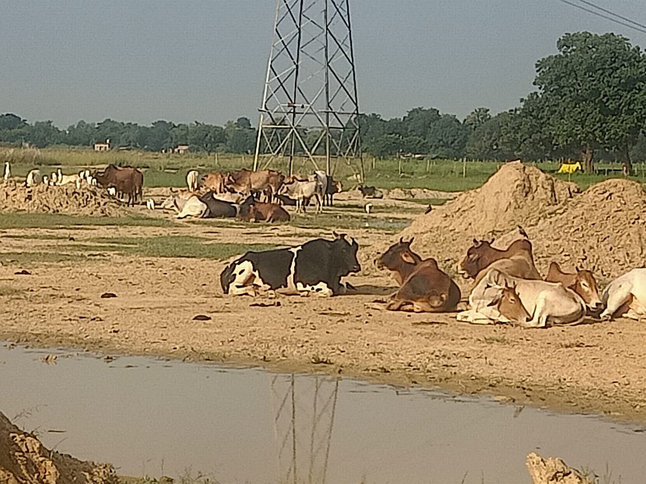 सरकार का गौ संरक्षण बना दिखावा, किसानों पर आवारा पशुओं की मार।