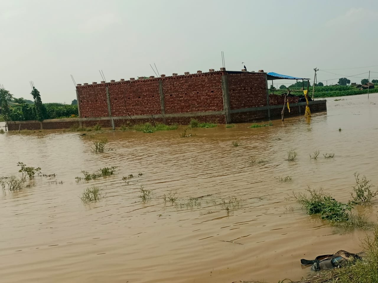 गंगा का बढ़ता जलस्तर किसानों के लिए आफ़त, फसलें डूबने से बढ़ी चिंता